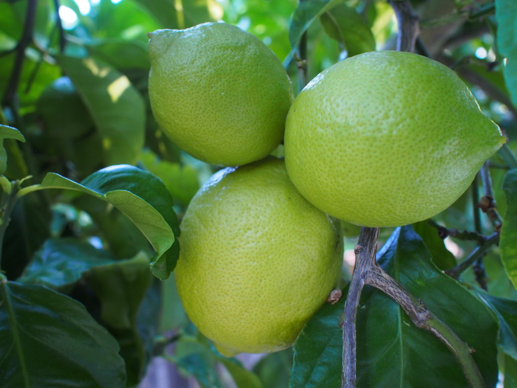 When you've got lemons...